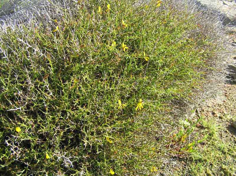 Genista corsica / Ginestra di Corsica